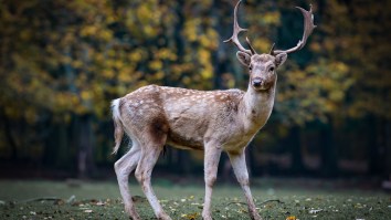 The Dangers Of CWD, The Zombie Deer Disease That Could Spread To Humans – How Hunters Can Protect Themselves