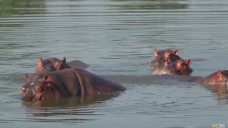 Pablo Escobar’s Pet Hippos In Colombia Are Multiplying, Growing, And Nobody Can Stop These Beasts