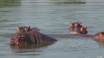 Pablo Escobar’s Pet Hippos In Colombia Are Multiplying, Growing, And Nobody Can Stop These Beasts