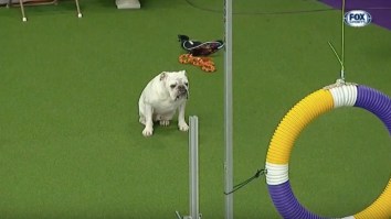 Rudy The Bulldog Stole The Damn Show At The Westminster Agility Contest As The Fastest Fat Dog Ever