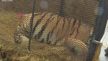 Guy Breaks In To Abandoned House To Smoke Weed, Finds A Live Tiger, Thought He Was Hallucinating