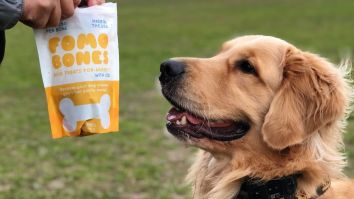 FOMO Bones CBD Dog Treats Can Cure Your Dog’s Anxiety During A Wicked Thunderstorm