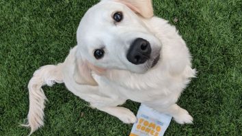 Keep Your Pup Chill AF At The Park This Spring With FOMO Bones CBD Dog Treats