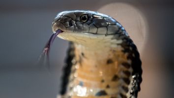 King Cobra And Giant Python Literally Fight To The Death Of Both Lethal Snakes