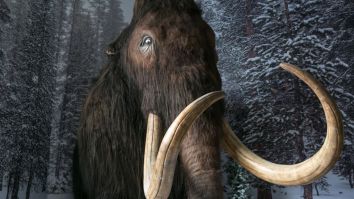 Scientists Revive Cells From A 28,000-Year-Old Woolly Mammoth And We Are One Step Closer To Jurassic Park