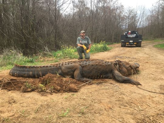 Massive 700-pound, 13-foot-long alligator in Georgia was so big people thought it was a hoax