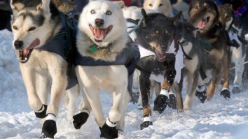 Leader Of The Iditarod Race Butt-Fumbled A 5-Hour Lead After Breaking A Rule They Teach You At Puppy School