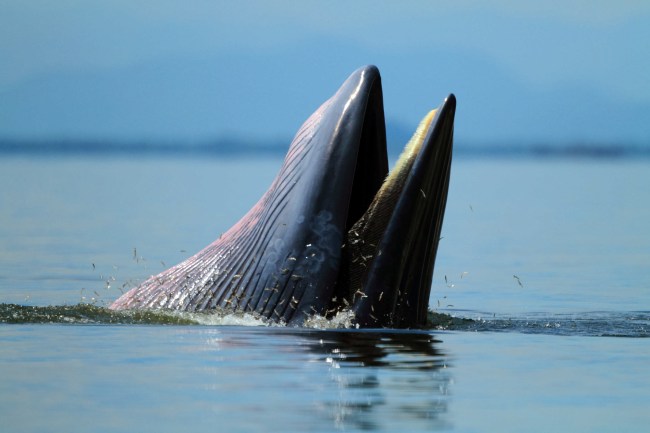 Bryde's Whale breaching while eating anchovies