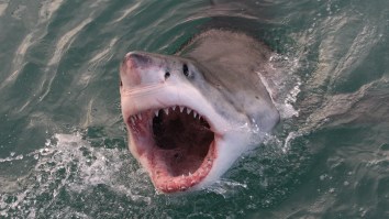 Great White Shark Terrorizes A Family And Tries To Eat Their Boat’s Motor