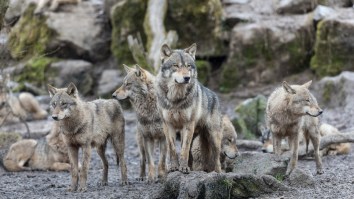 Four Canadian Wolves Were Airdropped Into The U.S. To Kill Overpopulated Moose