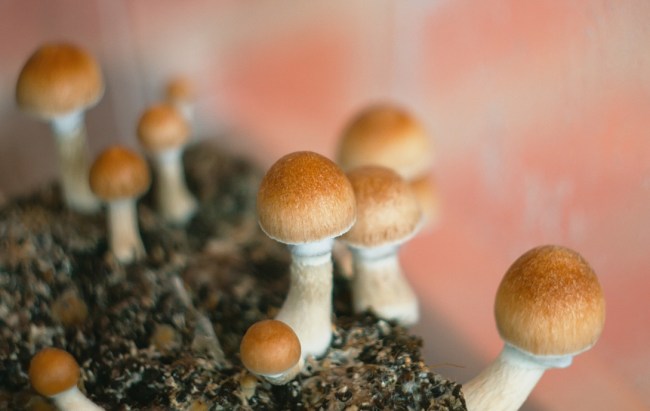 benefits of microdosing psychedelics