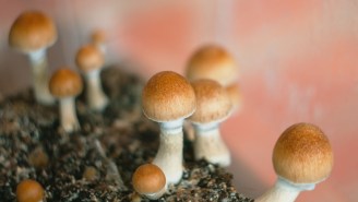 Psychedelics Could Be The Ultimate Cure For Anxiety And Depression According To My New Favorite Study