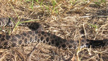 Video Shows Bloodsucking Parasitic Worms From Asia Killing Florida Rattlesnake And They Could Spread To Entire Country