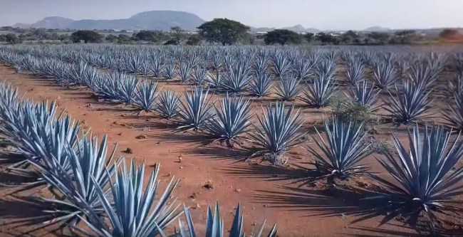 difference_between_tequila_mezcal_agave_plants