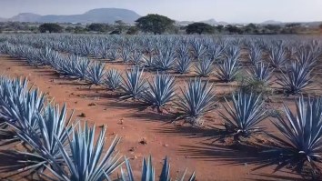What’s The Difference Between Tequila And Mezcal?