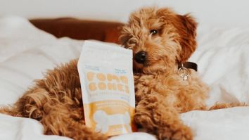 FOMO Bones: How To Keep Your Dog’s Cold Nose Out Of Your Butt When You’re Getting Lucky