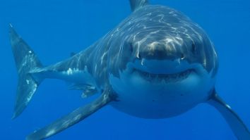 Photo Of Monster Great White Shark That Died With A Huge Sea Turtle In Its Mouth Goes Viral