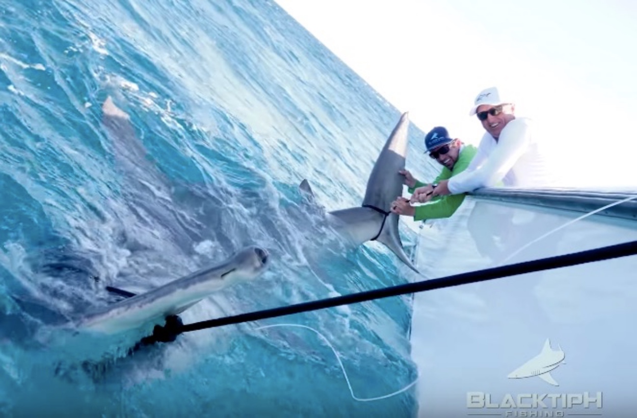 Greg 'The Shark' Norman Caught A HUGE Hammerhead Shark That Measured