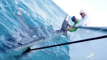 Greg ‘The Shark’ Norman Caught A HUGE Hammerhead Shark That Measured Longer Than The Current World Record