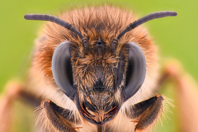Honey Bee closeup extreme magnification