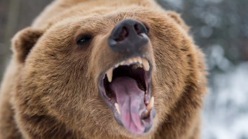 Poachers Who Illegally Killed A 400-Pound Bear On Private Property Have Been Hit With A Brutal Sentence