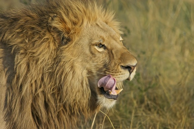 Suspected rhino poacher killed by an elephant then eaten by lions in South Africa