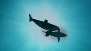 Sharks Absolutely Terrified Of Orcas, Will Get The Hell Outta Dodge When Killer Whales Are Near According To Scientists