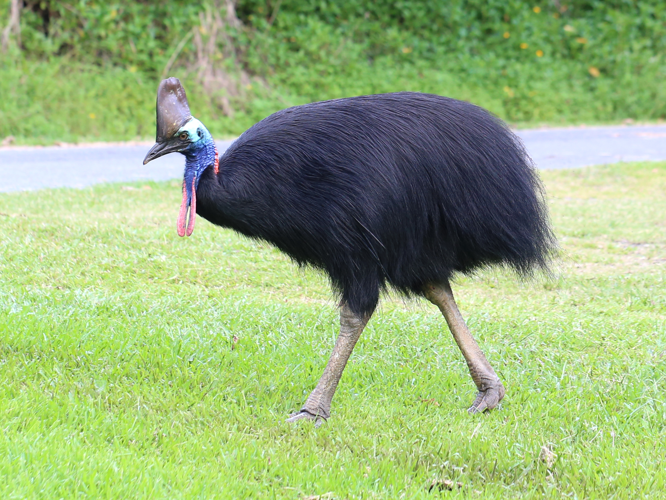 Enormous Flightless Cassowary, The World's Most Dangerous Bird, Kills