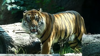 Zoo Worker In Critical Condition After Sumatran Tiger Attack