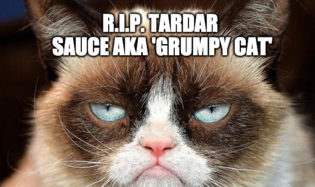 2019 best memes Grumpy Cat