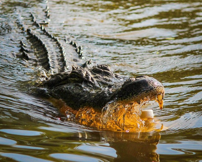 Human Remains Found Inside Massive Alligators Stomach After Man Found Dead In Florida Brobible