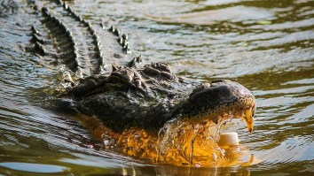 Human Remains Found Inside Massive Alligator’s Stomach After Man Found Dead In Florida