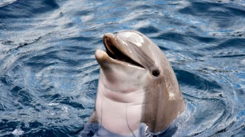 A Group Of Tourists Killed A Baby Dolphin So They Could Take Selfies With It, Because Humans Are The Worst