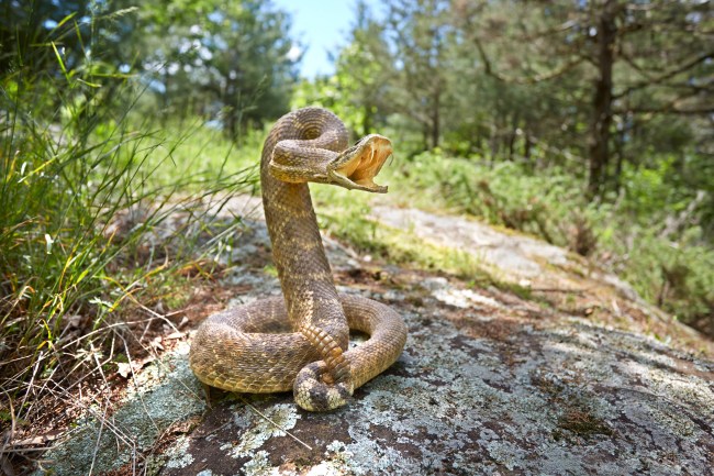 rattlesnake on a rock