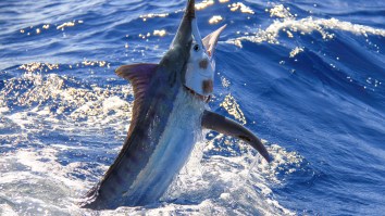 A Marlin Jumped Into A Boat And Stabbed Two Brothers In The Arms Before Leaping Back Into The Water