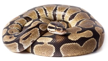 Florida Man Suffers Real-Life Nightmare As Python Slithers Out Of Toilet And Bites Him
