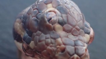 This Creepy AF Three-Eyed Snake Found In Australia Would Definitely Beat Bran Stark The ‘Three-Eyed Raven’ In A Fight