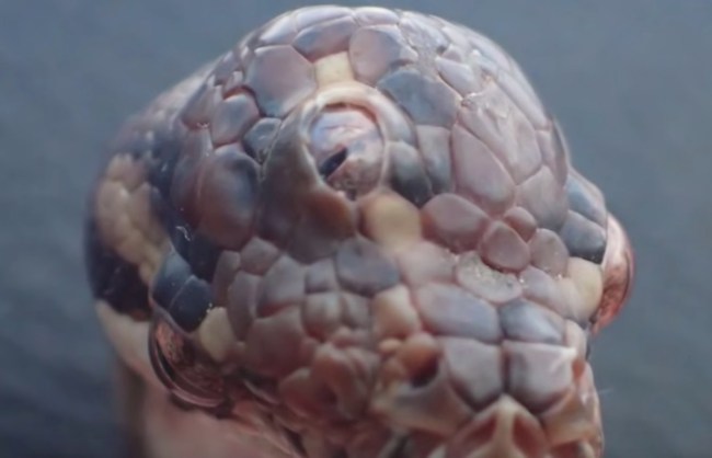 three-eyed snake found Australia