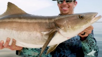This Wild Drone Fishing Footage Of Catching Monster Cobia In Virginia Might Change The Fishing Game