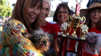 The ‘World’s Ugliest Dog’ Has Been Crowned And He Looks Like The Drug Dealer Who Never Left My Hometown