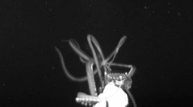 Giant squid sighting in US, video shows rare animal in the Gulf of Mexico, only the second living giant squid caught on camera.