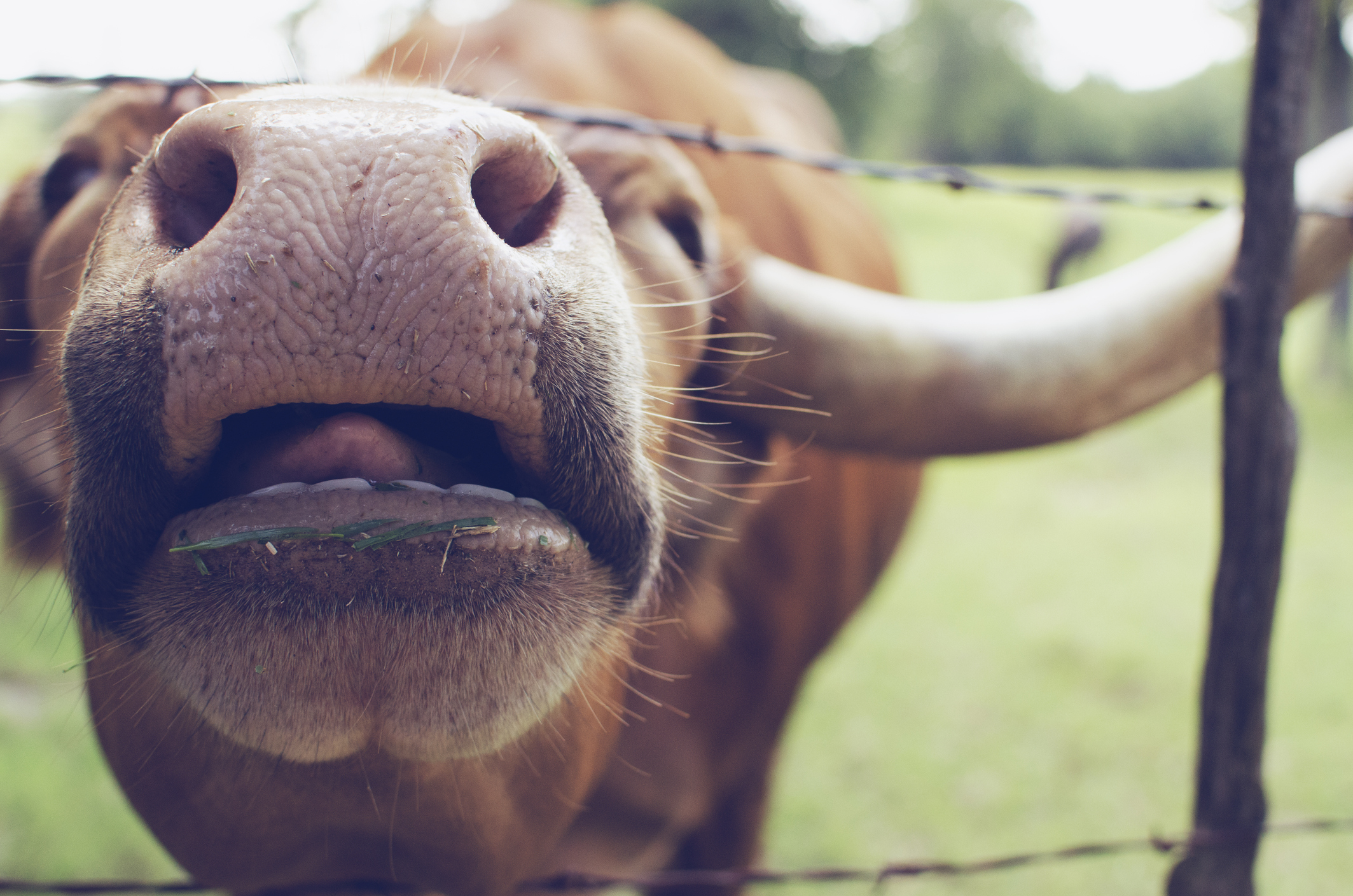 Texas Longhorn Set A Guinness World Record For The Longest Horns Ever