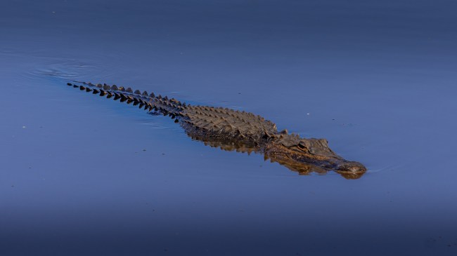 American alligator swimming in Sugar Land lake near Houston, Texas.