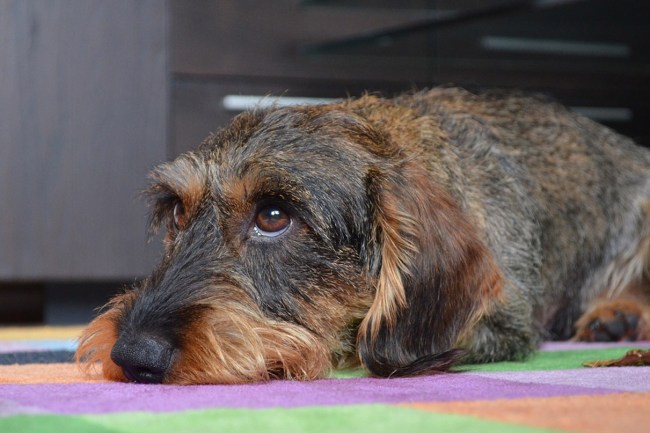 Scientific Study Finds Puppy Dog Eyes Evolved Just To Gain Sympathy