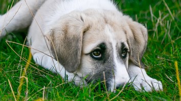 Dogs Know Exactly What They’re Doing: Scientific Study Finds ‘Puppy Dog Eyes’ Evolved Just To Gain Humans’ Sympathy