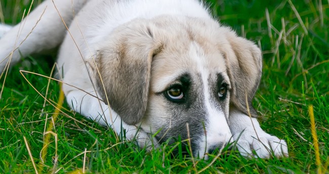 Scientific Study Puppy Dog Eyes Evolved Just To Gain Humans Sympathy