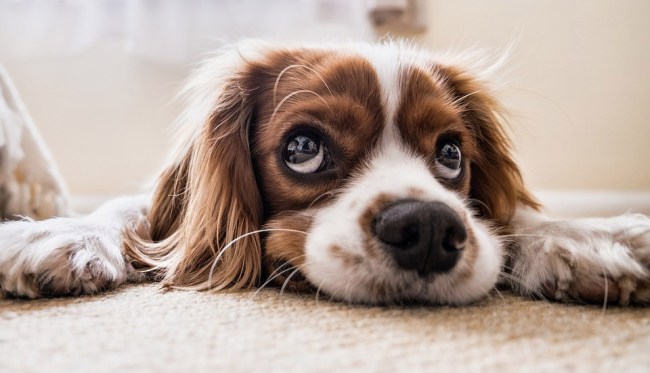 Scientific Study Puppy Dog Eyes Evolved Just To Gain Sympathy