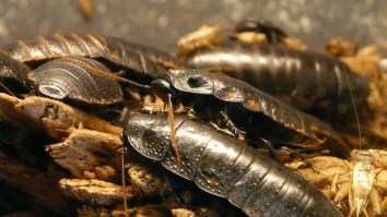 Cockroaches Are Starting To Become Immune To Insecticides As If We Didn’t Already Have Enough To Worry About