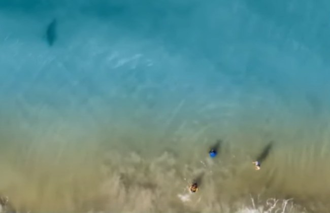 Drone video spots shark in the ocean near New Smyrna Beach Florida and helps father get his children out of the water before an attack could happen.