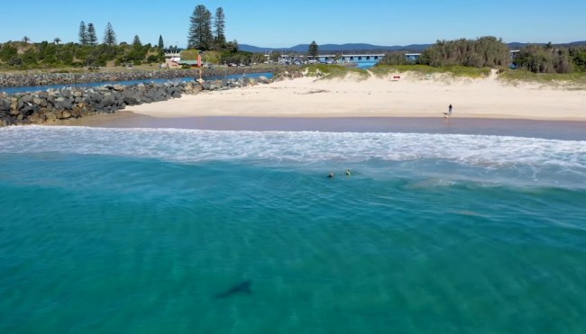 Video shows a 10-foot great white shark stalking children near the shore at the popular Tuncurry Beach in Forster, New South Wales, Australia, footage posted on the Rogue Droner YouTube channel.